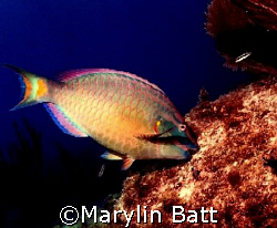 Parrot fish grazing.  Nikonos V 28mm lense by Marylin Batt 